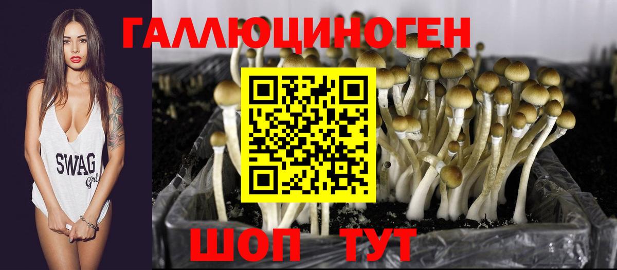 Галлюциногенные грибы Psilocybe Менделеевск